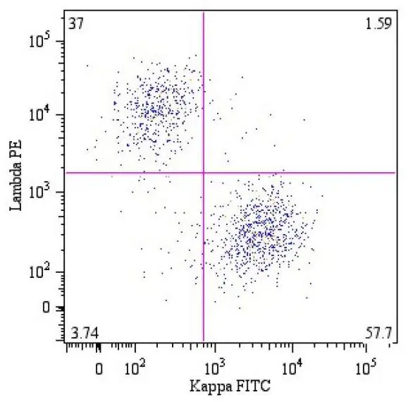 B lymphocytes (CD19+) in a dot-plot Lambda PE vs. Kappa FITC. Kappa light chain detected by A8B5 antibody and lambda light chain by 4C2 antibody,CD19 by LT19 antibody.?