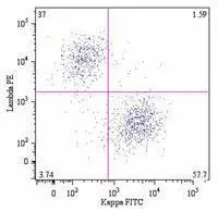B lymphocytes (CD19+) in a dot-plot Lambda PE vs. Kappa FITC. Kappa light chain detected by A8B5 antibody and lambda light chain by 4C2 antibody,CD19 by LT19 antibody.?