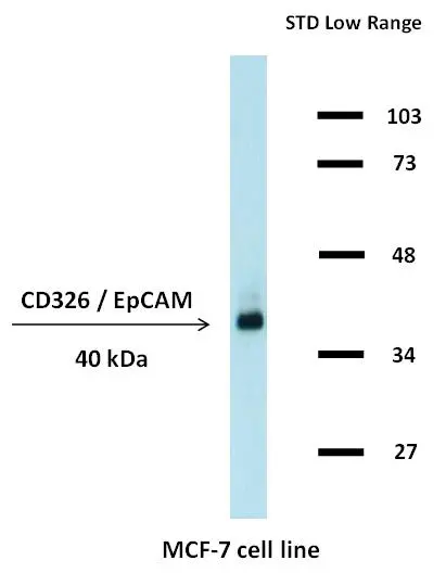 WB analysis of MCF-7 cell lysates (non-reducing) using GTX80286 EpCAM antibody [323/A3].