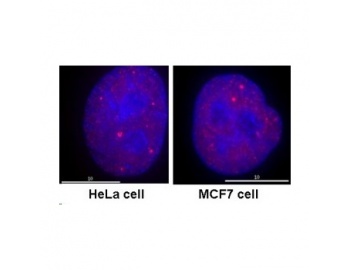 ICC/IF analysis of HeLa and MCF7 cells using RPB1 antibody [4H8] (red) and DAPI (blue).