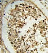 IHC-P analysis of human testis tissue using GTX80506 ELOVL2 antibody, N-term.