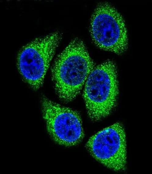ICC/IF analysis of HeLa cells using GTX80509 DEK antibody, C-term. Green : DEK Blue : DAPI