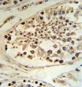 IHC-P analysis of human testis tissue using GTX80509 DEK antibody, C-term.
