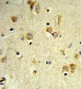 IHC-P analysis of human brain tissue using GTX80530 PEX14 antibody, C-term.