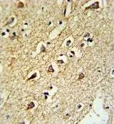 IHC-P analysis of human brain tissue using GTX80536 RPL18A antibody, C-term.