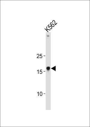 WB analysis of K562 cell lysate (35ug/lane) using GTX80558 HMGA1 antibody, C-term.