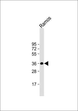WB analysis of Ramos whole cell lysate using GTX80565 BOB1 antibody, N-term. Loading : 20 microg per lane Dilution : 1:2000