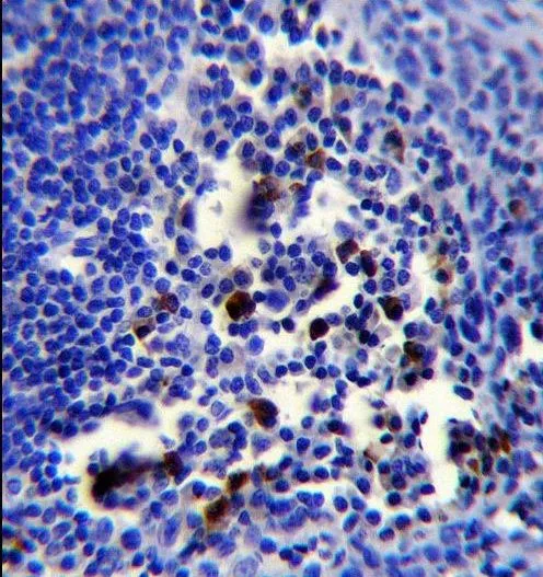 IHC-P analysis of human tonsil using GTX80565 BOB1 antibody, N-term.