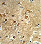 IHC-P analysis of human brain tissue using GTX80567 PPM1H antibody, Internal.