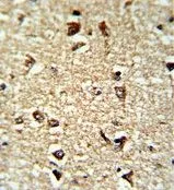 IHC-P analysis of human brain tissue using GTX80572 CDC2L6 antibody, Internal.