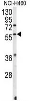 WB analysis of NCI-H460 cell lysate (35ug/lane) using GTX80586 ERR beta antibody, Internal.