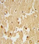 IHC-P analysis of human brain tissue using GTX80586 ERR beta antibody, Internal.