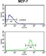 FACS analysis of MCF-7 cells using GTX80597 CHPF antibody, Internal. Top histogram : negative control Bottom histogram : MCF-7 cells