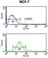 FACS analysis of MCF-7 cells using GTX80599 CDIPT antibody, Internal. Top histogram : negative control Bottom histogram : MCF-7 cells