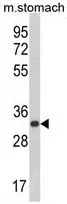 WB analysis of mouse stomach tissue lysate (35ug/lane) using GTX80599 CDIPT antibody, Internal.
