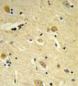 IHC-P analysis of human brain tissue using GTX80599 CDIPT antibody, Internal.