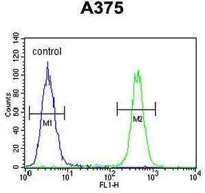 FACS analysis of A375 cells using GTX80612 C6orf170 antibody, N-term. Green : primary antibody Blue : negative control