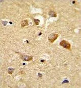 IHC-P analysis of human brain tissue using GTX80612 C6orf170 antibody, N-term.