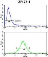 FACS analysis of ZR-75-1 cells using GTX80623 E2F5 antibody, N-term. Top histogram : negative control Bottom histogram : ZR-75-1 cells
