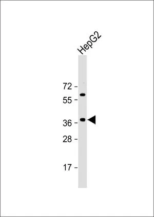 WB analysis of HepG2 whole cell lysate using GTX80623 E2F5 antibody, N-term. Loading : 20 microg per lane Dilution : 1:2000