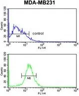 FACS analysis of MDA-MB231 cells using GTX80628 Nkx3.1 antibody, Internal. Top histogram : negative control Bottom histogram : MDA-MB231 cells