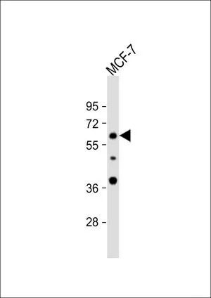 FACS analysis of MCF-7 cells using GTX80642 APEX2 antibody,Internal. Top histogram : negative control Bottom histogram : MCF-7 cells