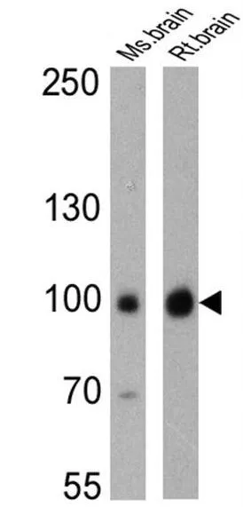 WB analysis of 25 ug of mouse brain (lane 1) and rat brain (lane 2) cell lysates using GTX80682 PSD95 antibody [7E3-1B8]. Dilution : 1:200