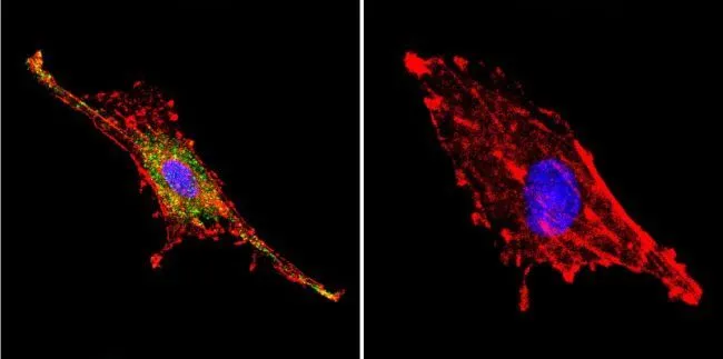 ICC/IF analysis of C6 cells using GTX80682 PSD95 antibody [7E3-1B8]. Cells were probed without (right) or with(left) an antibody. Green : Primary antibody Blue : Nuclei Red : Actin Fixation : formaldehyde Dilution : 1:20 overnight at 4oC