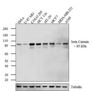WB analysis of whole cell extracts (30 microg lysate) of HeLa (Lane 1), U-87 MG (Lane 2), COLO 205 (Lane 3), HCT 116 (lane 4), HT-29 (lane 5), MCF7 (lane 6), MDA-MB-231 (lane 7) and A549 (lane 8) using GTX80686 beta Catenin antibody [9F2]. Dilution : 1-3 microg/ml