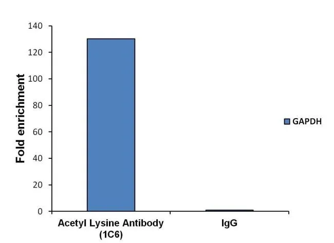ChIP analysis of 4x10? LNCaP cells using GTX80693 Acetyl Lysine antibody [1C6]. Quantitation of immunoprecipitated GAPDH promoter sequence is presented as fold enrichment of the acetyl lysine monoclonal antibody versus non-specific IgG.