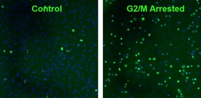 ICC/IF analysis of cells using GTX80694 Histone H2A.XS139ph (phospho Ser139) antibody [3F2].