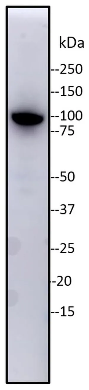 WB analysis of gamma irradiated HeLa cells using GTX80695 KAP1 antibody [20C1].