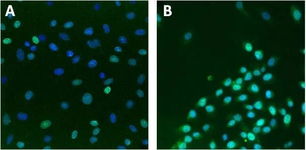 ICC/IF analysis of U2-OS cells (A) or HeLa cells (B) using GTX80813 Lamin A + C antibody [mab636].