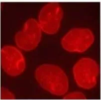 ICC/IF analysis of HeLa cells using GTX80813 Lamin A + C antibody [mab636].