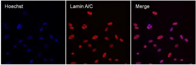ICC/IF analysis of MDCK cells using GTX80813 Lamin A + C antibody [mab636]. Red : Primary antibody Blue : cell nucleus Permeabilization : 0.1% Triton X-100 Dilution : 1:100 in blocking buffer for at least 1 hour at room temperature