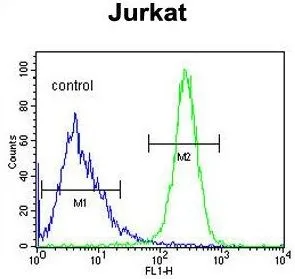 FACS analysis of Jurkat cells using GTX80925 ANGEL1 antibody, C-term. Green : primary antibody Blue : negative control