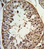 IHC-P analysis of human testis tissue using GTX80925 ANGEL1 antibody, C-term.