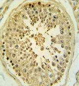 IHC-P analysis of human testis tissue using GTX80930 LMX1B antibody, Internal.