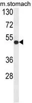 WB analysis of mouse stomach tissue lysate (35ug/lane) using GTX80946 FERMT1 antibody, Internal.
