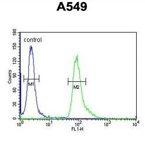FACS analysis of A549 cells using GTX80950 ABHD12 antibody, N-term. Green : Primary antibody Blue : negative control