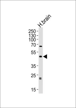 WB analysis of human brain tissue lysate using GTX80950 ABHD12 antibody, N-term. Loading : 35ug per lane Dilution : 1:1000