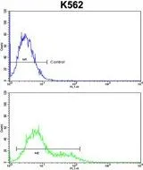 FACS analysis of K562 cells using GTX80952 INPP4B antibody, Internal. Top histogram : negative control Bottom histogram : K562 cells