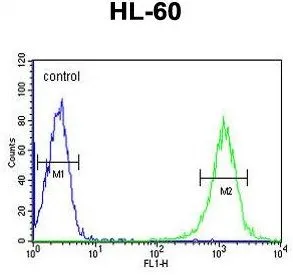 FACS analysis of HL-60 cells using GTX80958 B4GalT1 antibody, C-term. Green : primary antibody Blue : negative control