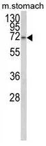 WB analysis of mouse stomach tissue lysate (35ug/lane) using GTX80965 TCERG1L antibody, Internal.