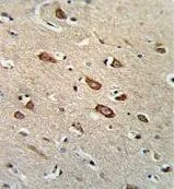 IHC-P analysis of human brain tissue using GTX80965 TCERG1L antibody, Internal.