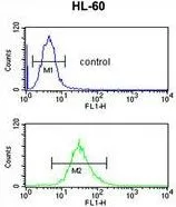 FACS analysis of HL-60 cells using GTX80973 SELENBP1 antibody, C-term. Top histogram : negative control Bottom histogram : HL-60 cells