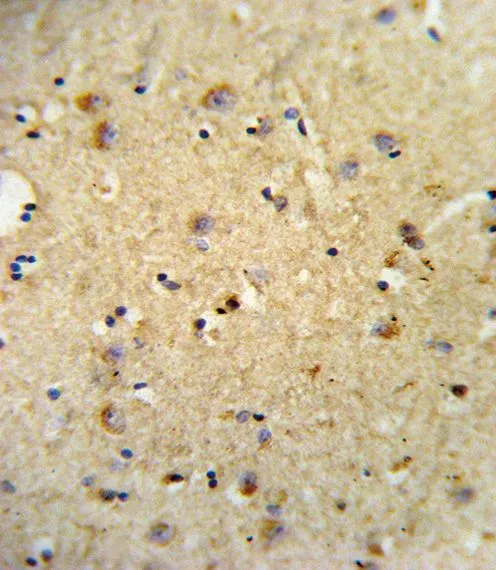 IHC-P analysis of human brain tissue using GTX80987 OLR1 / LOX-1 antibody, Internal.