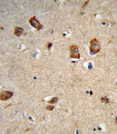 IHC-P analysis of human brain tissue using GTX81008 Integrin alpha 1 antibody, Internal.