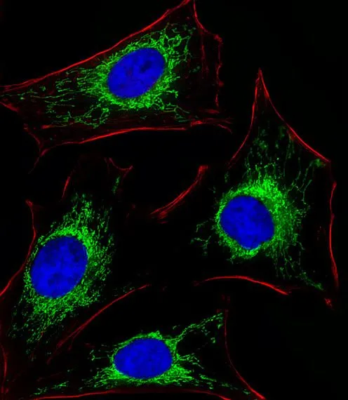 ICC/IF analysis of HeLa cells using GTX81012 GLS antibody, C-term. Green : GLS Red : Actin filament Blue : cell nucleus Dilution : 1:25
