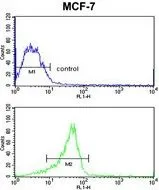 FACS analysis of MCF-7 cells using GTX81024 RASL11B antibody, N-term. Top histogram : negative control Bottom histogram : MCF-7 cells